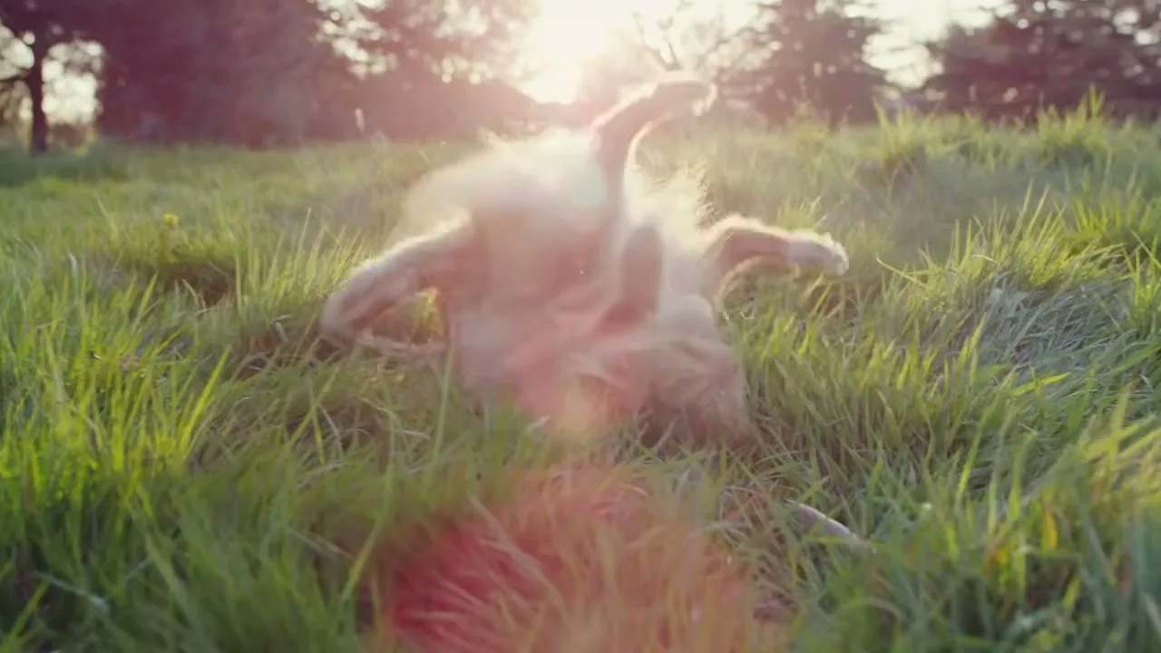 A fluffy cat rolls around playfully in a sun-drenched grassy field during golden hour.