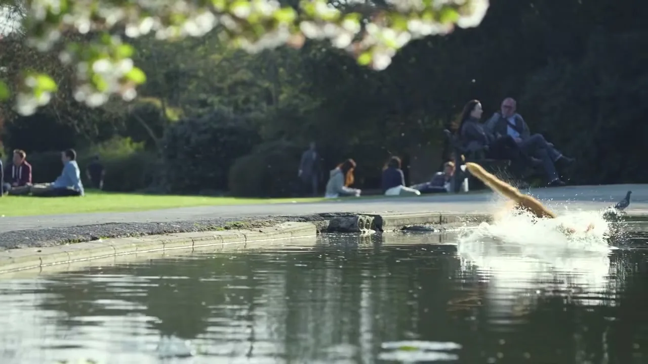 A ginger cat leaps into a pond, creating a large splash, while people relax in the background of a sunny park.