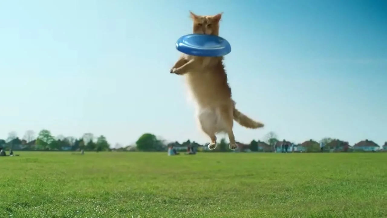 A ginger cat leaps high in the air to catch a blue frisbee in a wide green park under a clear blue sky.