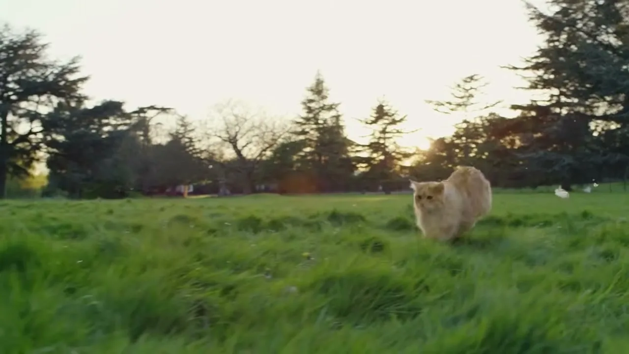A fluffy ginger cat runs across a wide green field with trees in the background under a bright sky at sunset.