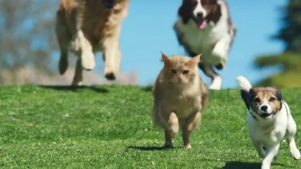 A ginger cat runs towards the camera on a grassy hill, followed by three dogs in the background, under a clear blue sky.