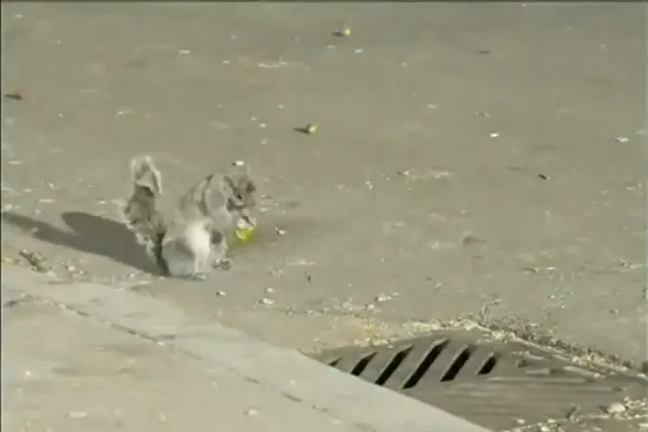 A small squirrel with a bushy tail picks up a green nut from the ground next to a storm drain on a sunny day.