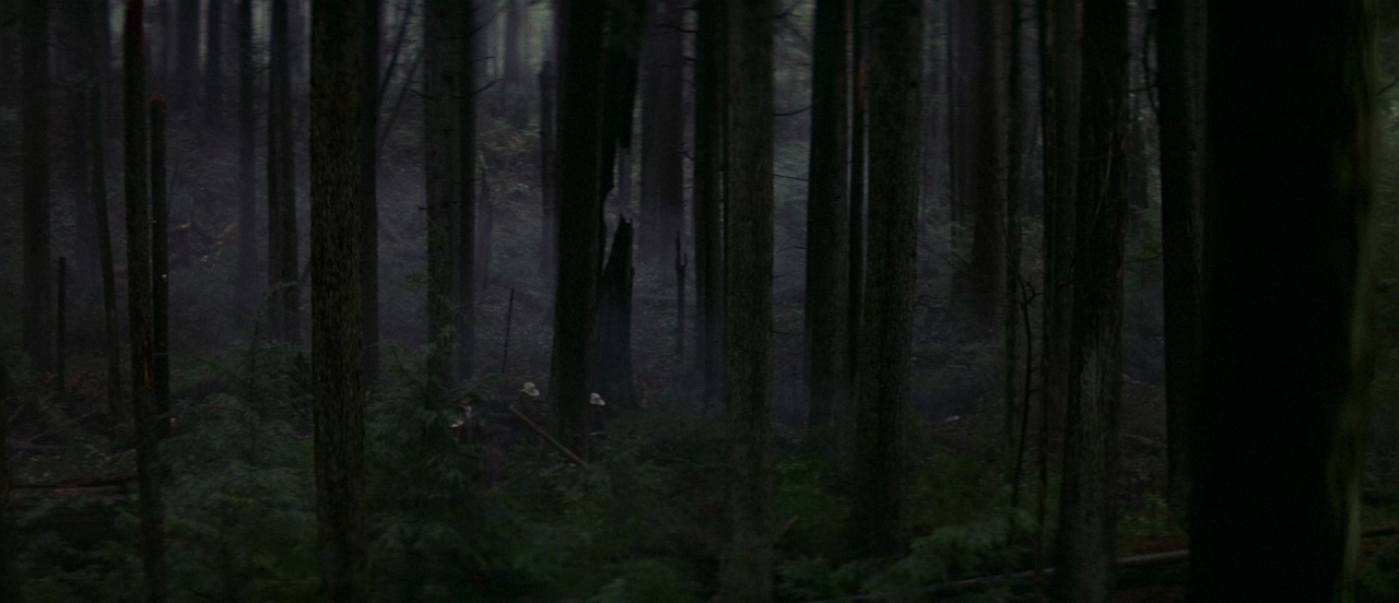 A dense stand of tall, dark coniferous trees rises from a misty forest floor. Ground vegetation consists of thick ferns and fallen wood debris between the tree trunks.