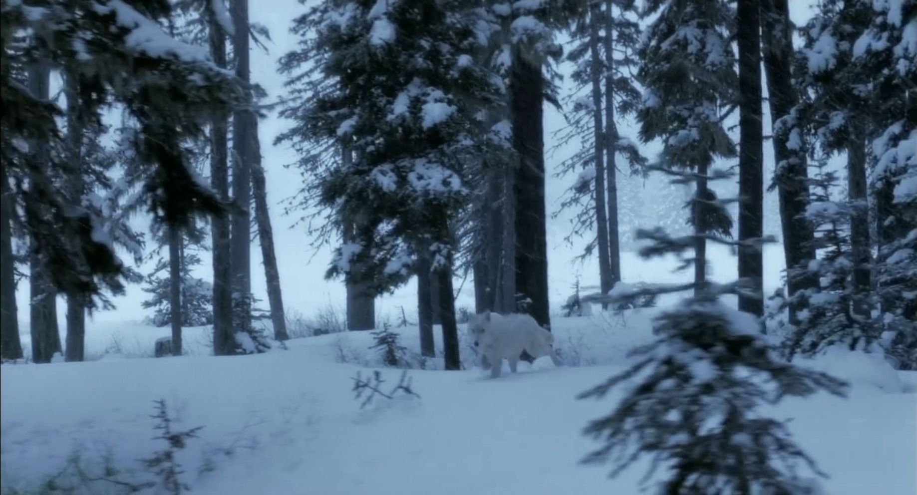 A dense forest floor covered in deep snow features many tall pine trees. A lone white wolf moves across the clearing between the tree trunks.