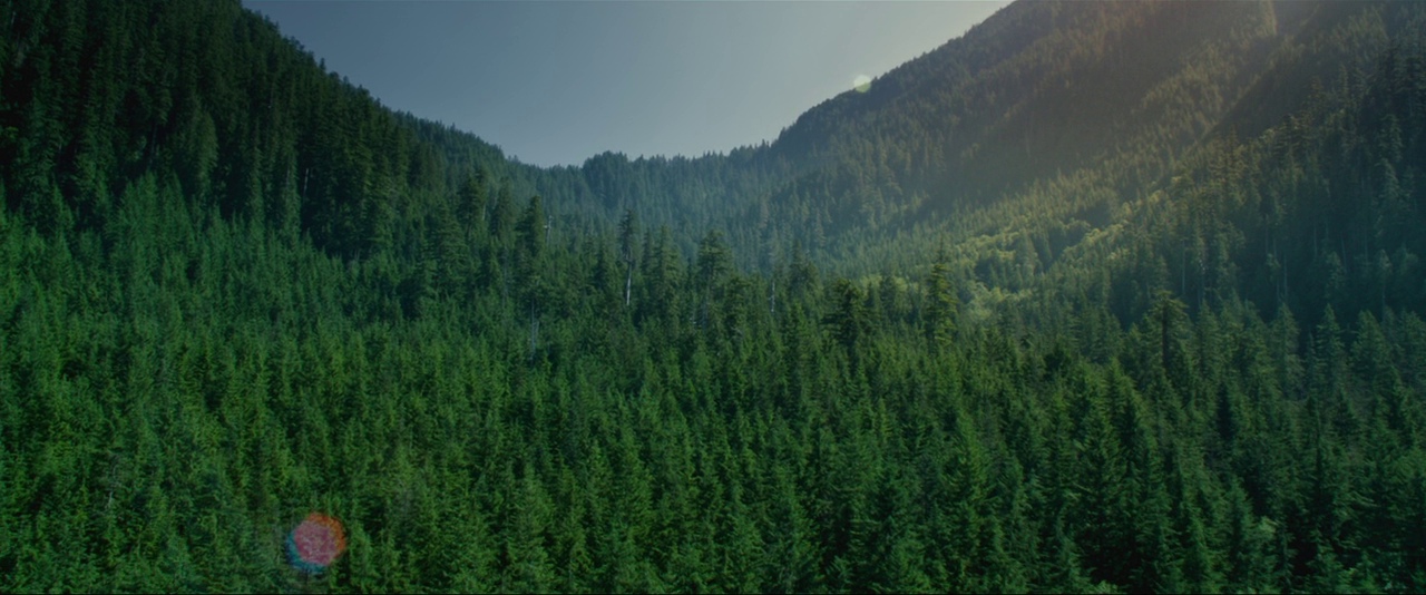 A dense mountain forest valley with endless evergreen trees covering the landscape. Sunlight hits the far ridge of the slope casting shadows across the foreground trees.