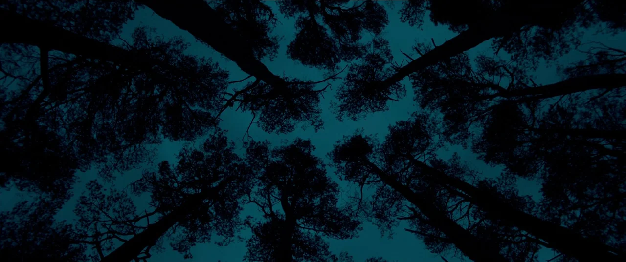 worm’s-eye shot example from Out of Darkness: A dense canopy of tall pine trees is viewed directly from the ground up. The branches and trunks create