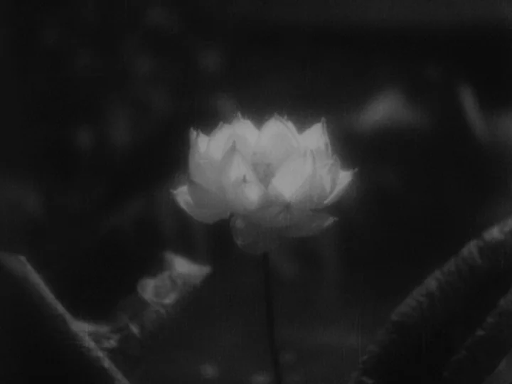 Sanshiro Sugata (1943) movie still: closeup — A single blooming lotus flower floats on a dark pond surface. The surrounding water is partially…