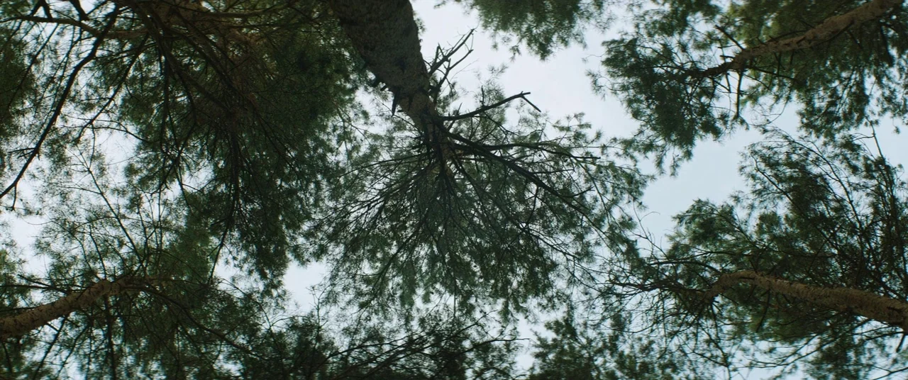 Beast (2017) movie still: establishing — A dense pine forest canopy seen from directly below looking up. Tall tree trunks extend upward through a…