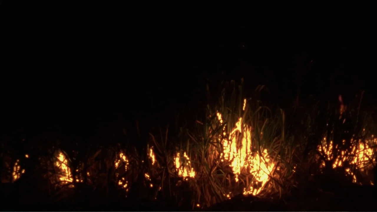 Cut (2000) movie still: establishing — A field of tall sugarcane plants at night is engulfed in localized fire. Flames flicker within the dense dark…