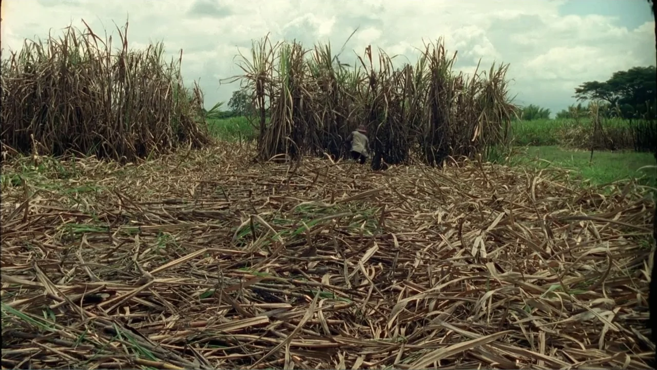 Cut (2000) movie still: wide — A vast field of harvested sugarcane with dry debris scattered across the ground. A person stands among the tall…
