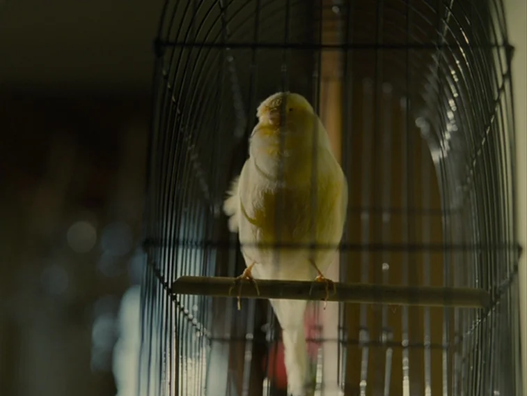 Wuthering Heights movie still: closeup — A yellow canary sits on a wooden perch inside a black wire bird cage. The background is blurred and neutral…