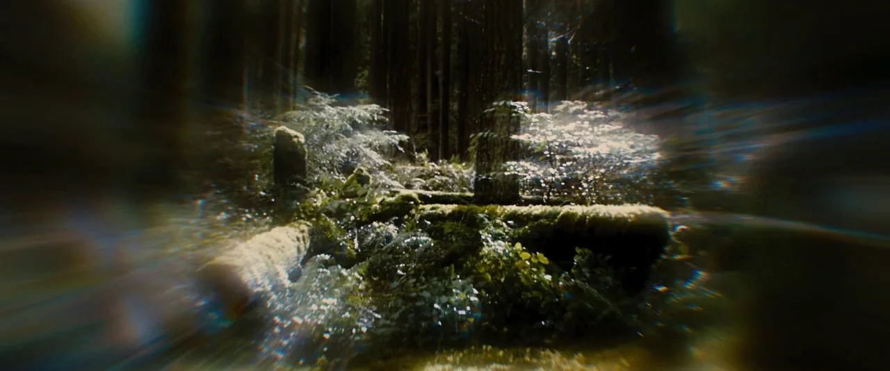 The Twilight Saga: Breaking Dawn – Part 1 (2011) movie still: establishing — A dense woodland floor covered in damp moss and fallen logs under tree…