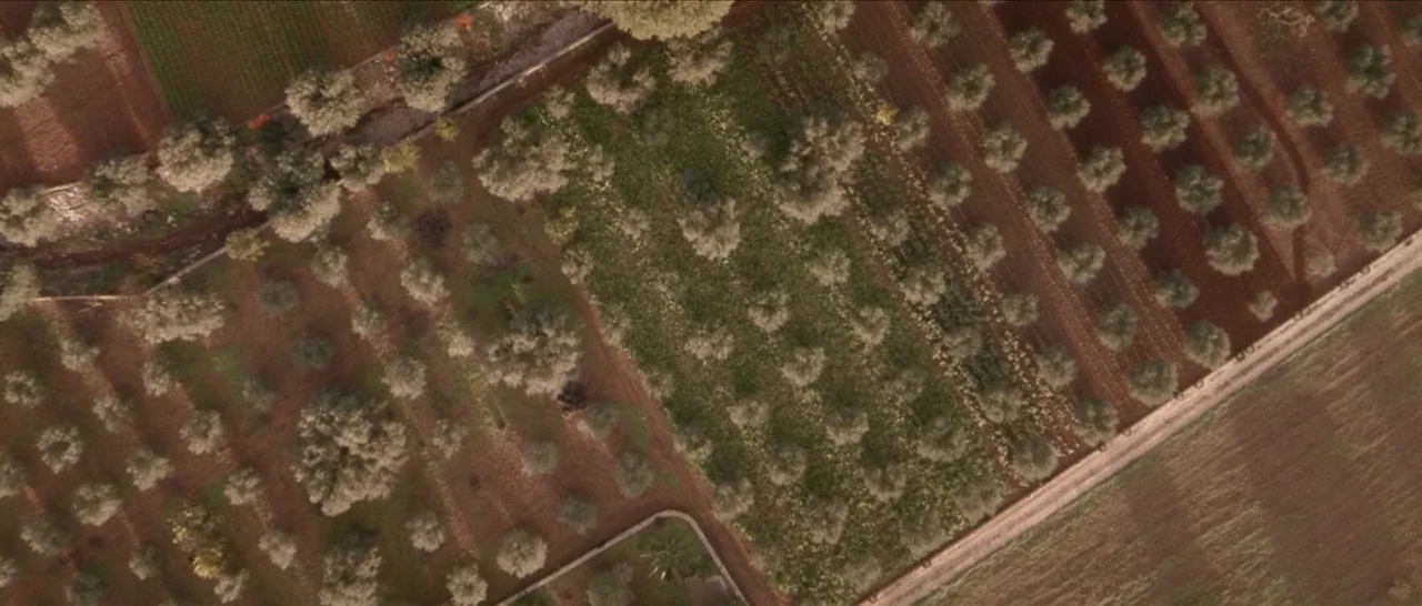 Spring (2014) movie still: establishing — An aerial view of an olive grove with rows of trees in red soil. A dirt road cuts diagonally across the…