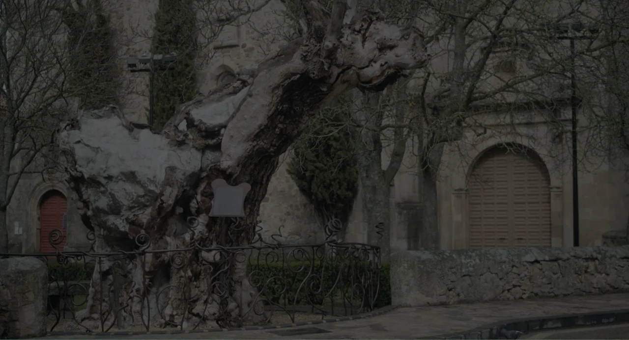 Los días azules (2025) movie still: wide — A stone plaza contains a very old, weathered, thick-trunked tree behind an iron fence. Behind the tree…