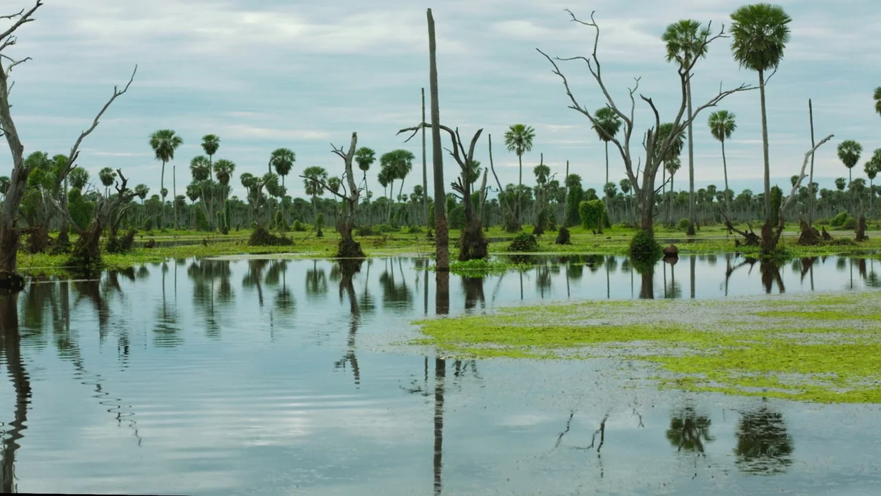 Zama (2017) movie still: establishing — A calm swamp with still water reflecting numerous dead tree trunks and palm trees. Green aquatic vegetation…