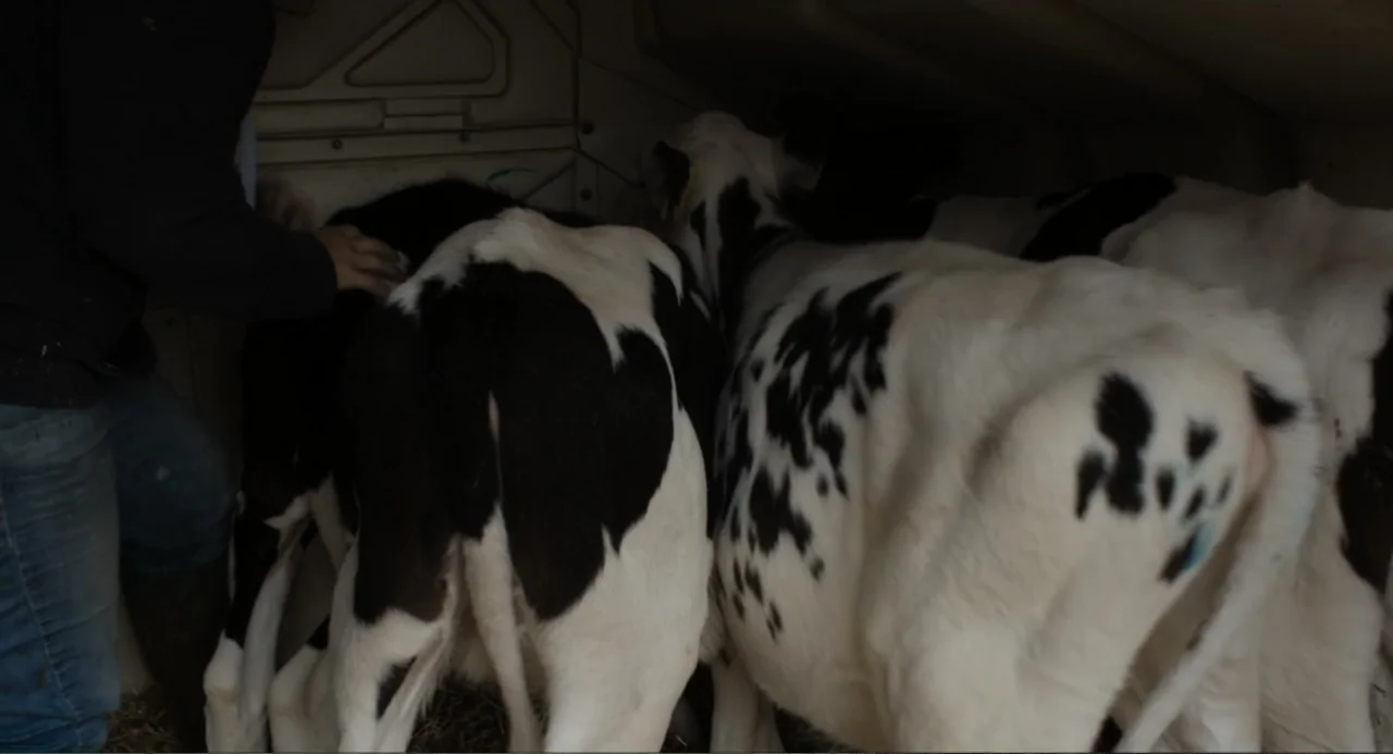 Cow (2022) movie still: medium — A cramped, plastic-walled enclosure contains multiple young black and white dairy calves. A person's hand reaches…
