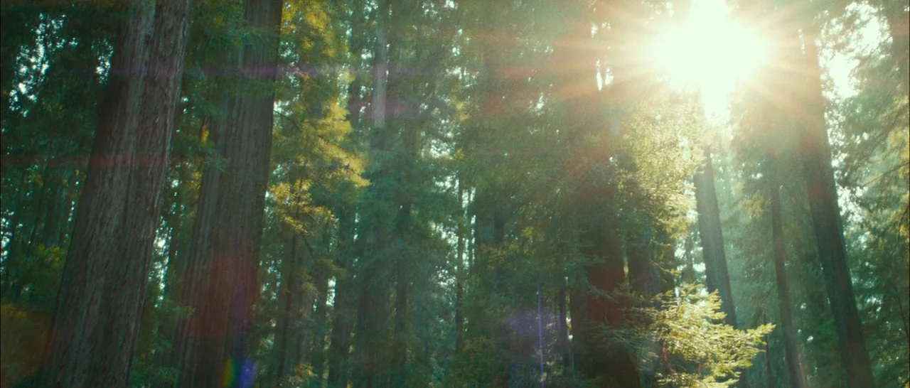 Swiss Army Man (2016) movie still: establishing — Dense redwood trees rise vertically in a thick, sun-dappled woodland landscape. Sunlight pierces…
