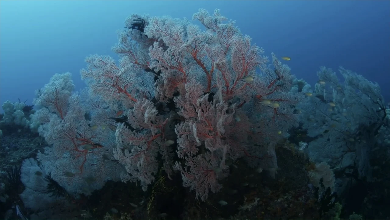 A Wild Window: Coral Kingdoms (2016) movie still: medium — A large gorgonian sea fan thrives on an underwater reef in deep blue water. Small fish…