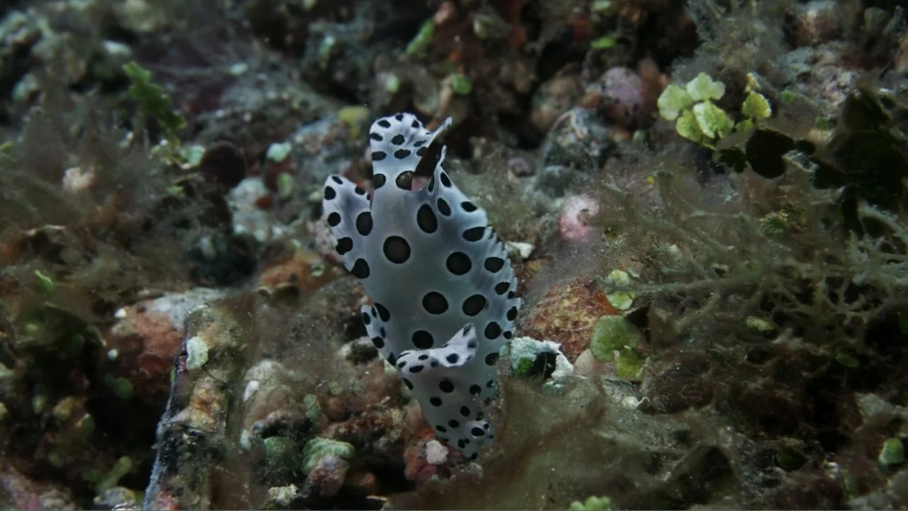 Wild Window: Bejeweled Fishes (2016) movie still: closeup — A textured underwater seabed covered in rock, algae, and small coral fragments. A white…