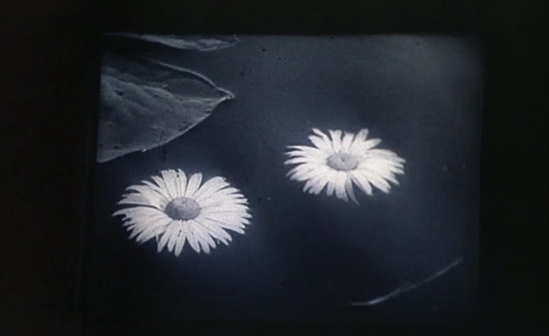 Spirit Of The Beehive (1973) movie still: closeup — Two white daisy-like flowers float on a dark, still body of water. A large leaf fragment…