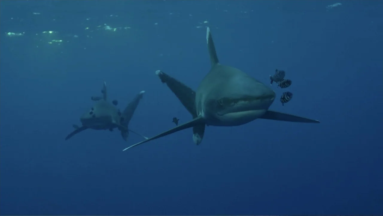 Serial Killer: Red Sea Attacks (2023) movie still: wide — Two oceanic whitetip sharks swim through deep blue open water. Small pilot fish swim…
