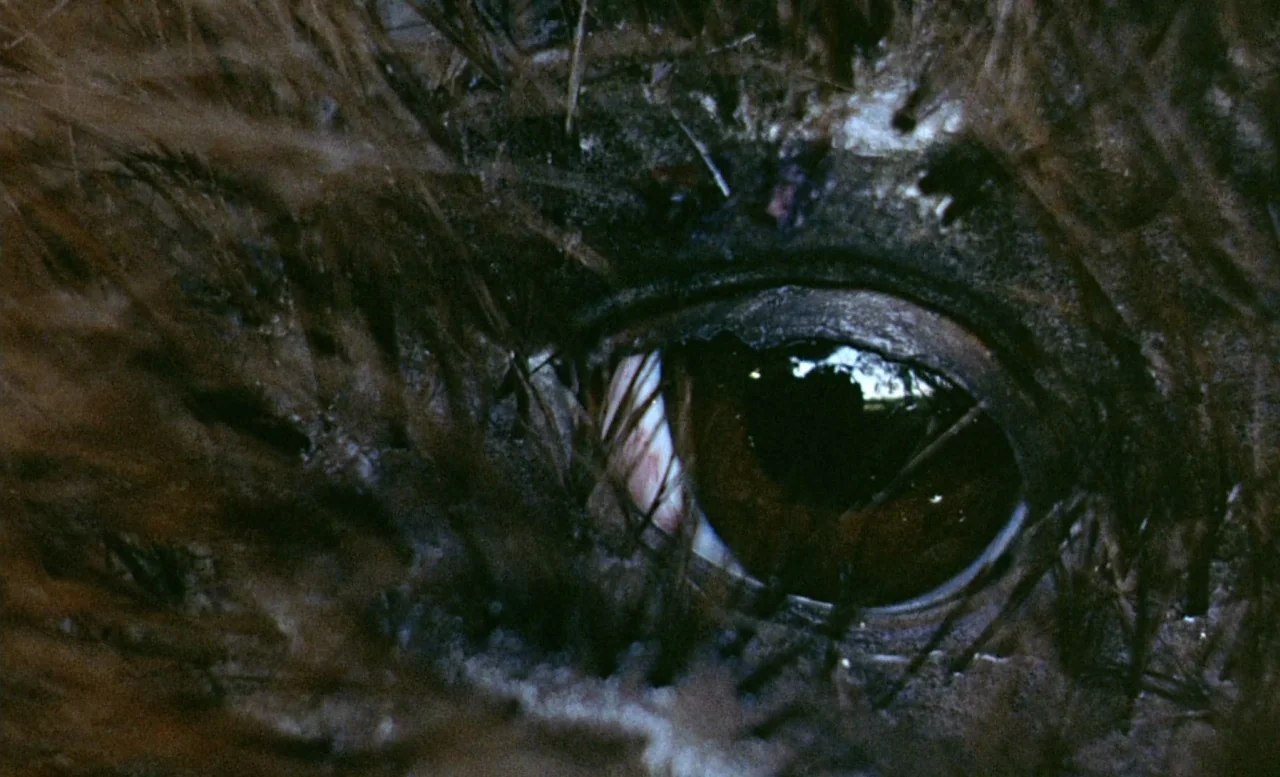 The Beast (1975) movie still: closeup — A close-up view of a large brown animal's eye surrounded by coarse fur. The dark iris reflects the bright…