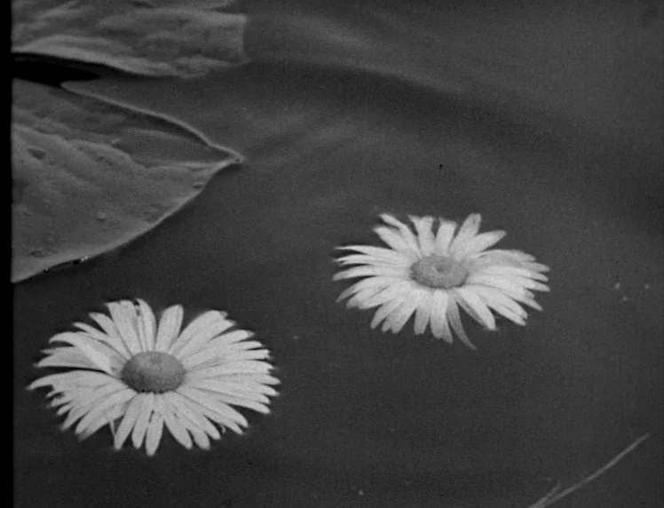 Frankenstein movie still: closeup — Two white daisy-like flowers float on the surface of dark, still water. A large lily pad leaf partially enters…