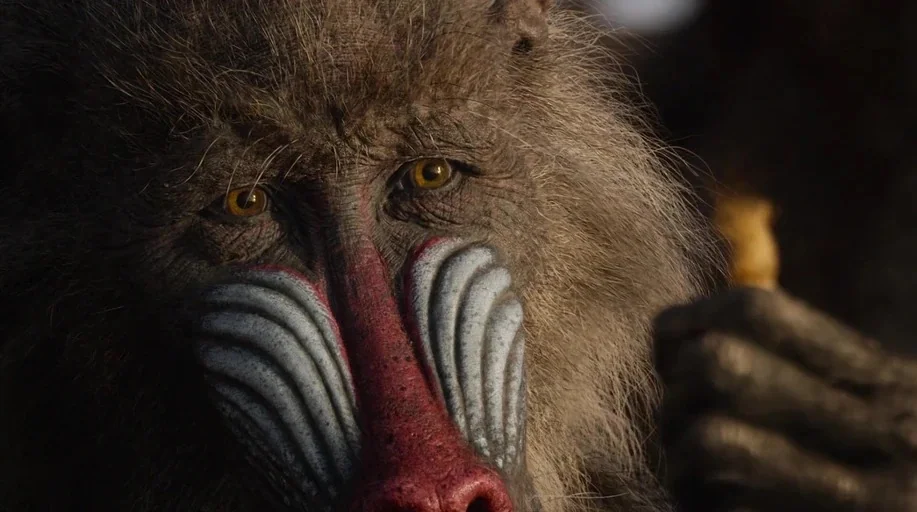 The Lion King (2019) movie still: closeup — A close-up of a mandrill with distinctively colored red and blue facial ridges. The primate holds a…