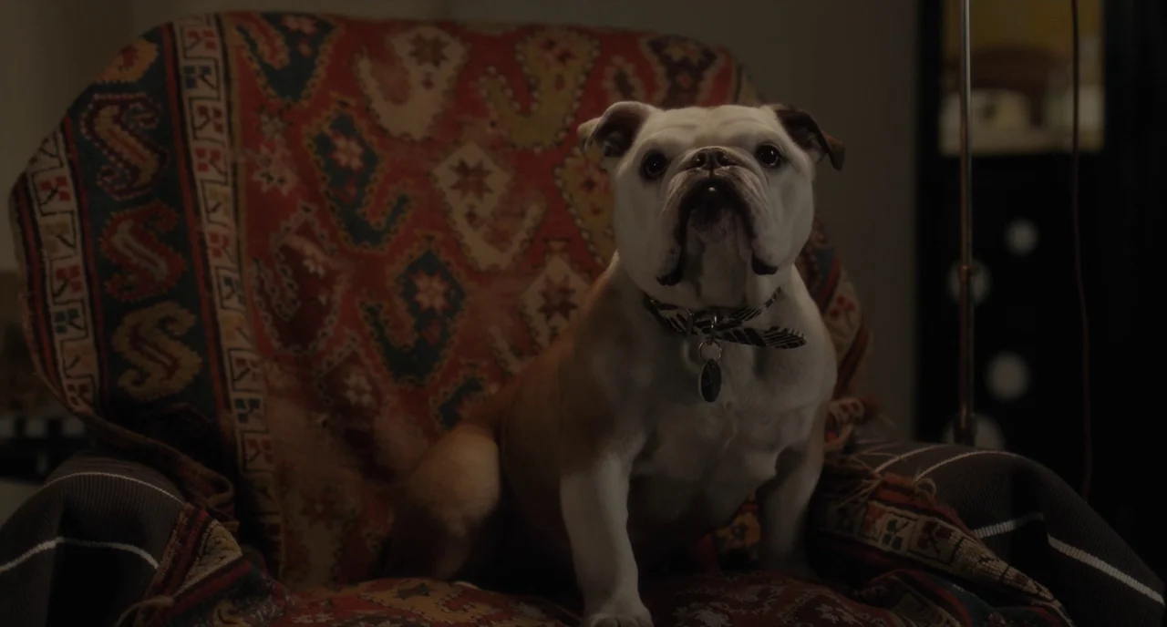 Paterson (2016) movie still: medium — A bulldog sits centered on an armchair covered in an ornate, woven blanket. The dog stares directly ahead…