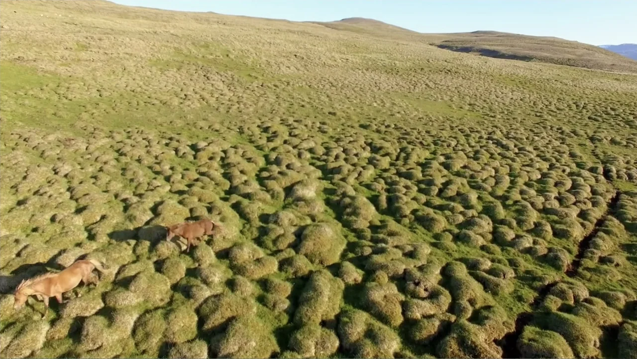 Iceland, the newborn island (2018) movie still: wide — A vast, rolling landscape covered in mossy mounds under clear skies. Two horses traverse the…