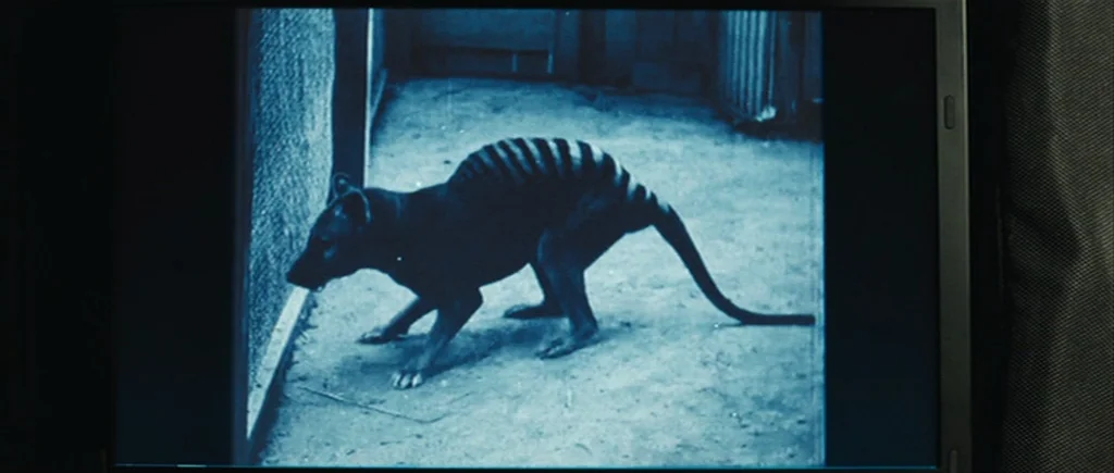 The Hunter (2011) movie still: medium — A thylacine stands within a concrete and wire mesh enclosure. The animal is captured in a grainy,…