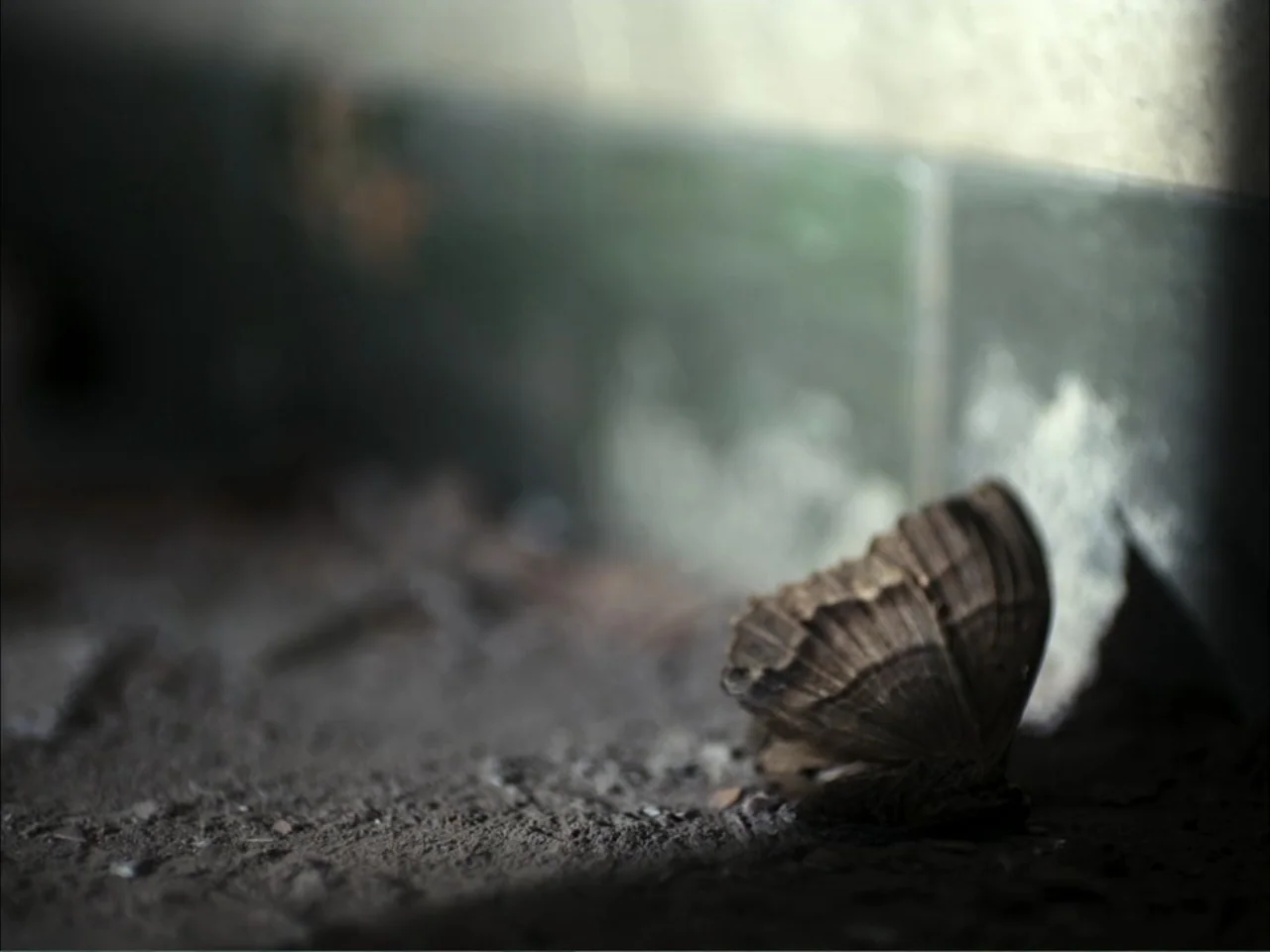 November (2025) movie still: closeup — A brown butterfly sits on a dirt surface beside a weathered stone wall. The insect remains still as sunlight…