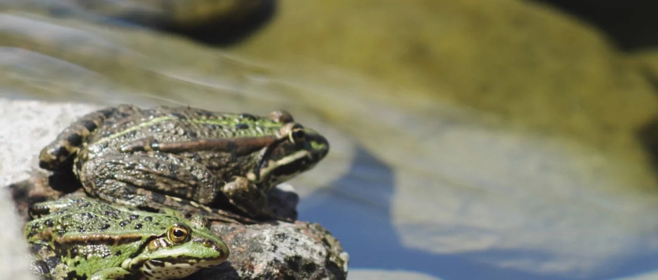 Nymphomaniac Vol 1 (2013) movie still: closeup — Two green and brown spotted frogs sit together on a rough stone beside water. The water flows…