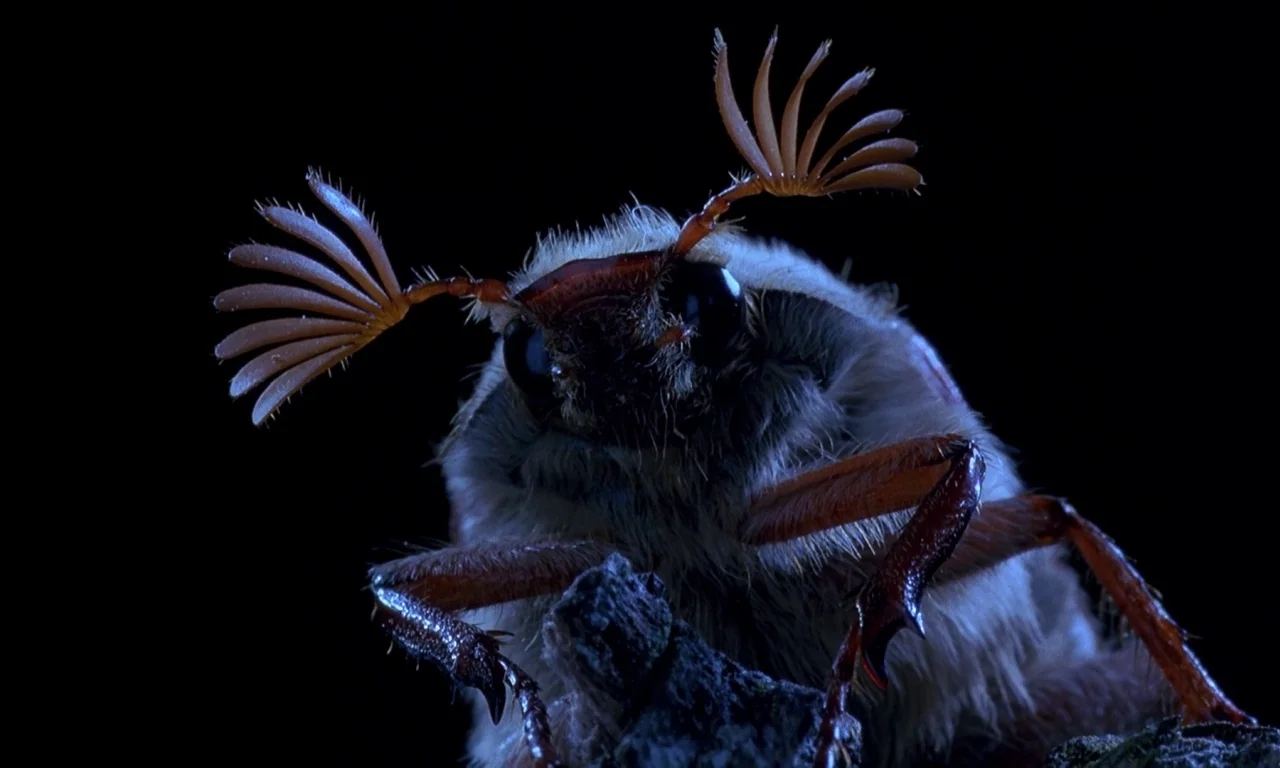 Microcosmos (1996) movie still: closeup — A close-up view of a chafer beetle perched on a textured branch at night. The insect has large antennae…