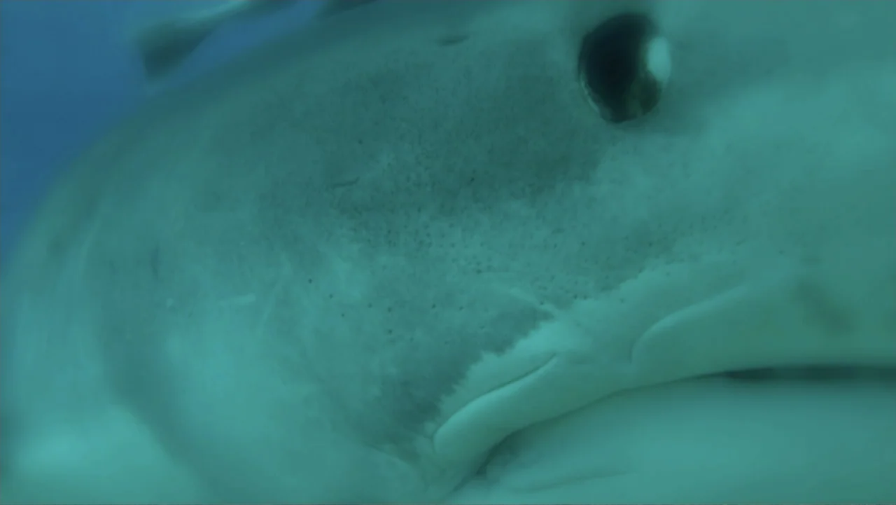 Zombie Sharks (2014) movie still: closeup — A close view of a shark's gray-blue skin and dark eye under water. The large aquatic animal moves…