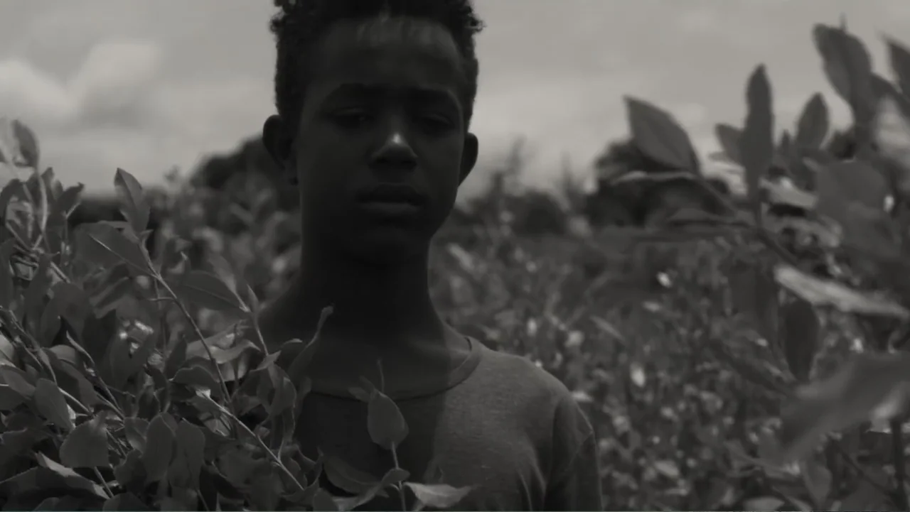 Faya Dayi (2021) movie still: medium — A teenage boy stands in an open field surrounded by low-growing leafy green plants. The youth looks toward…