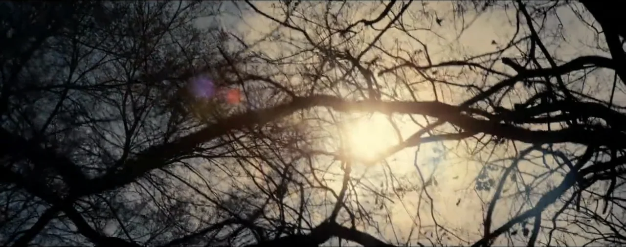 Hunting for Hedonia (2019) movie still: establishing — Bare tree branches spread across a bright sky on a clear day. The sun shines intensely from…