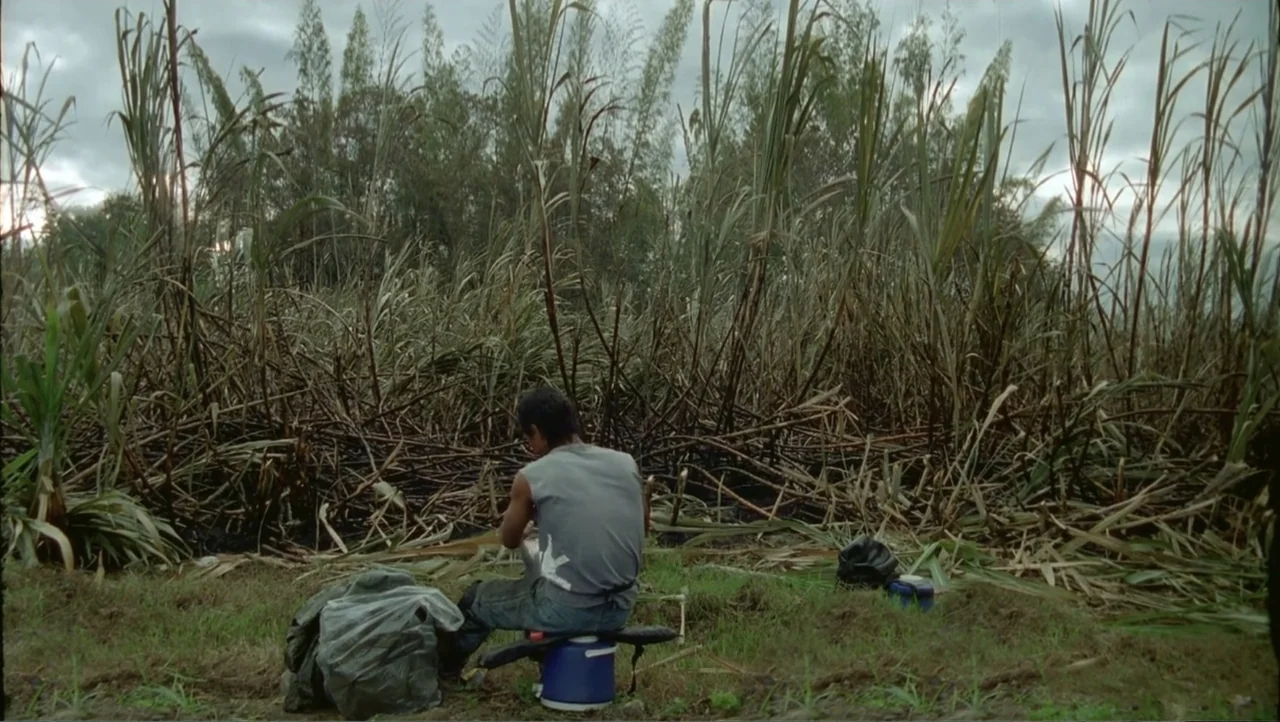 Cut (2000) movie still: medium — A field filled with tall stalks of sugarcane under an overcast gray sky. A man sits on a small blue cooler while…