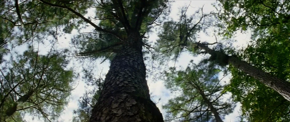 The New World (2005) movie still: establishing — Tall pine trees with textured bark rise toward an overcast white sky. The perspective looks…