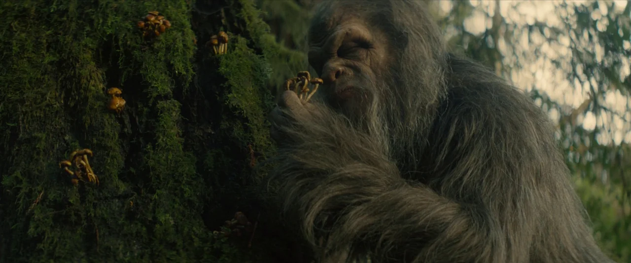 Sasquatch Sunset (2024) movie still: medium — A dense forest environment with large trees covered in deep green moss and fungus. A large hairy…