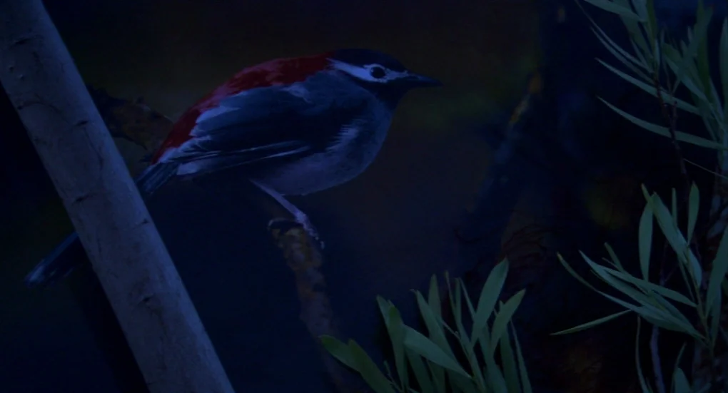 Me and You and Everyone We Know (2005) movie still: closeup — A bird perches on a branch at night in a dark natural environment. The scene is…