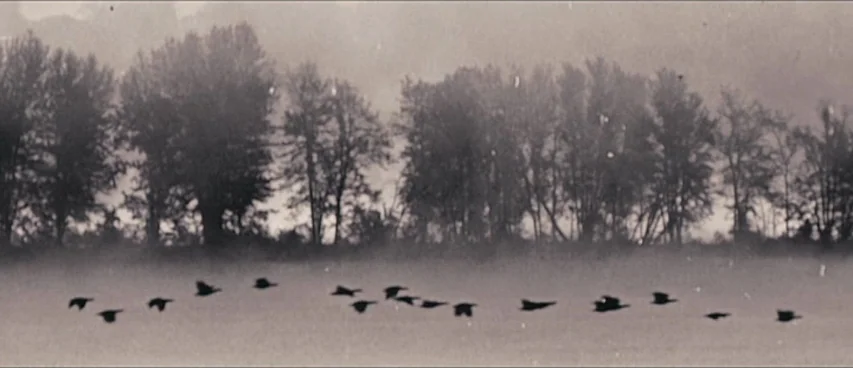 This Movie Is Broken (2010) movie still: wide — A dense line of trees stands behind a wide field obscured by low-hanging fog. A flock of dark birds…