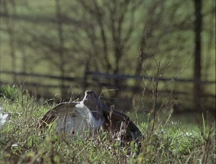 Camera Buff (1979) movie still: medium — A brown and white hawk sits in tall wild grass in a rural meadow. The bird holds its wings partially…