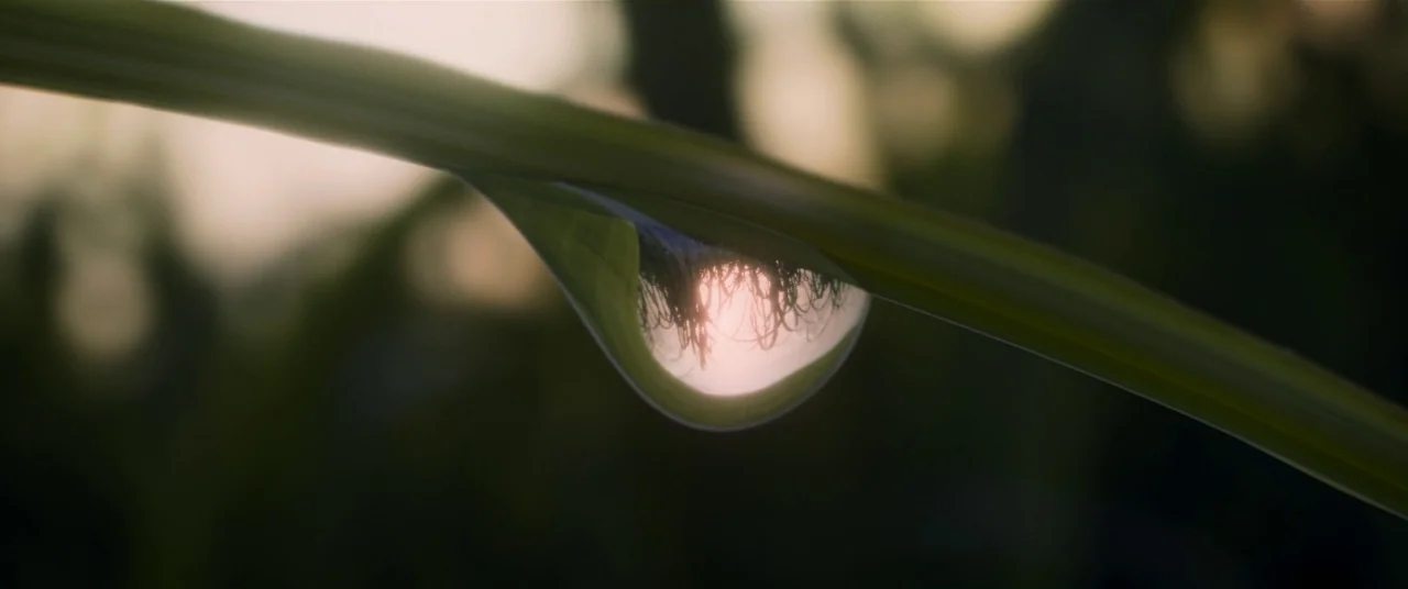 In The Tall Grass (2019) movie still: closeup — A close-up shot of a single water droplet resting on a blade of grass. The droplet reflects the…