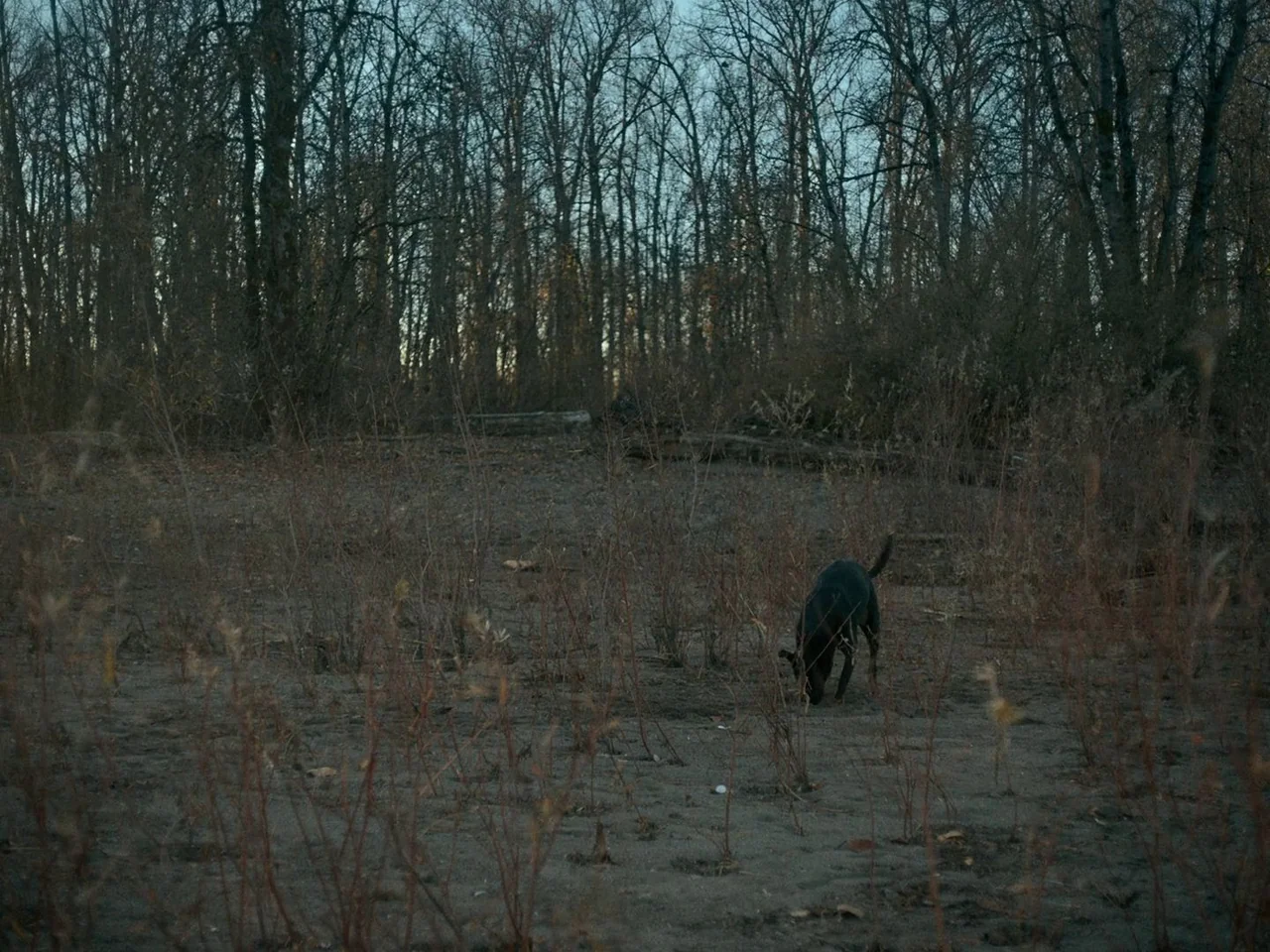 First Cow (2019) movie still: wide — A dense stand of bare trees sits behind a flat patch of dry dirt. A small black dog wanders across the…