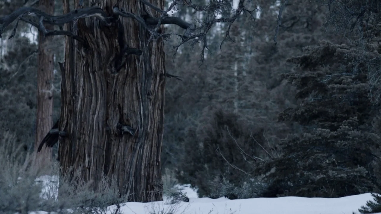 Snowbound (2017) movie still: wide — A snowy, dense conifer forest dominated by a large, weathered, textured tree trunk. Thick layers of white snow…