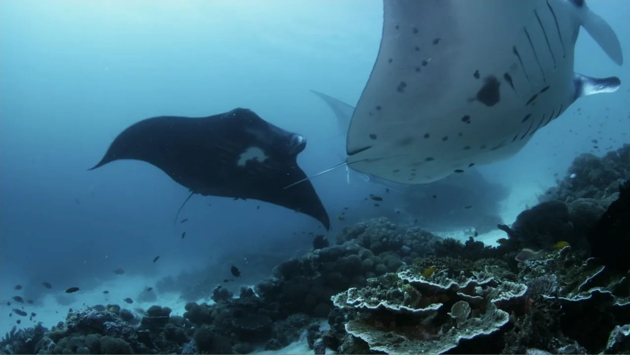 A Wild Window: Coral Kingdoms (2016) movie still: medium — An underwater scene depicts a coral reef with two large manta rays swimming. One ray is…