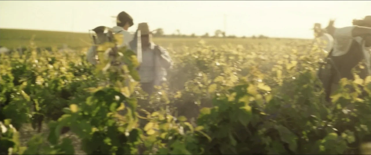 Hear Me: Our Summer (2024) movie still: wide — A vast vineyard landscape during the golden hour with soft sunlight filtering through rows. Several…