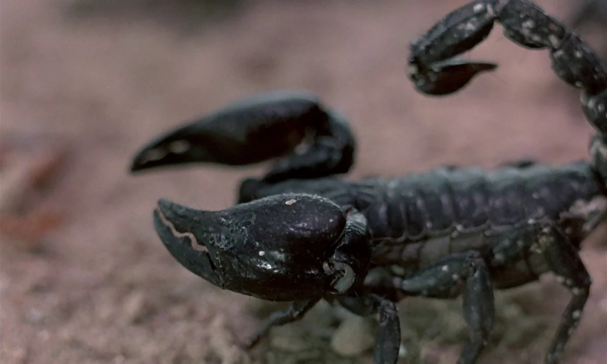 Phenomena (1985) movie still: closeup — A close-up shot of a dark-bodied scorpion on a patch of sandy earth. The creature is oriented toward the…