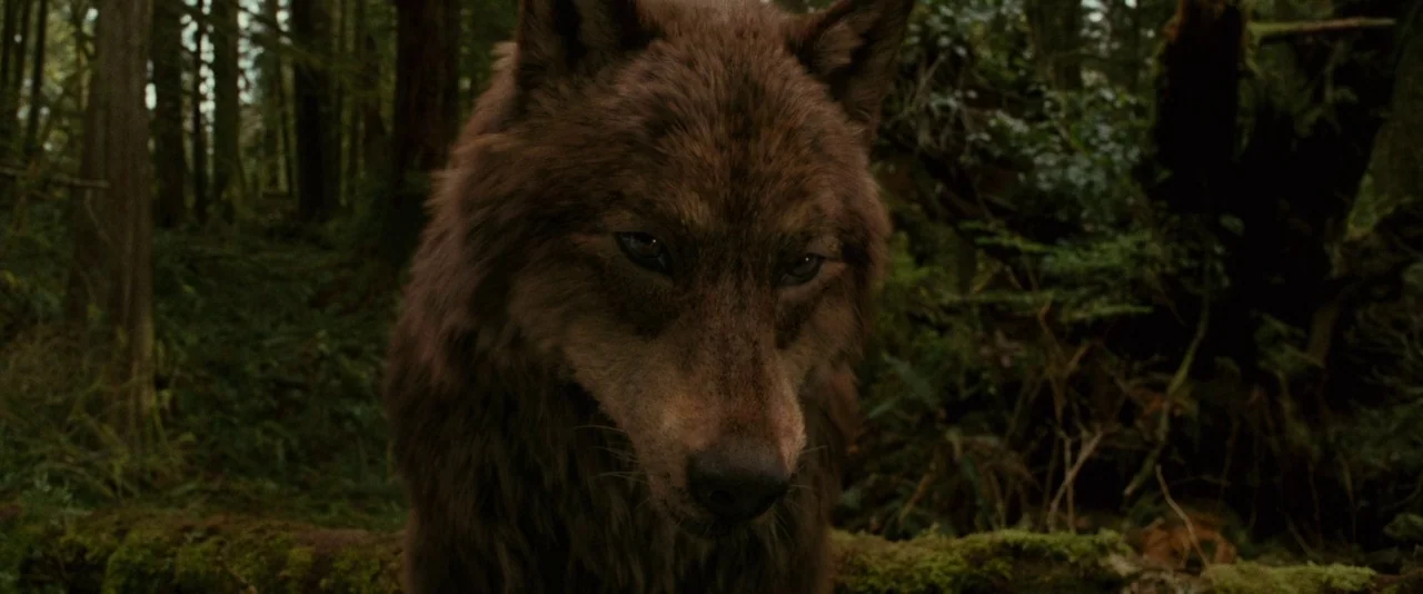 The Twilight Saga: New Moon (2009) movie still: closeup — A dense, overgrown temperate rainforest features mossy logs and towering coniferous trees.…